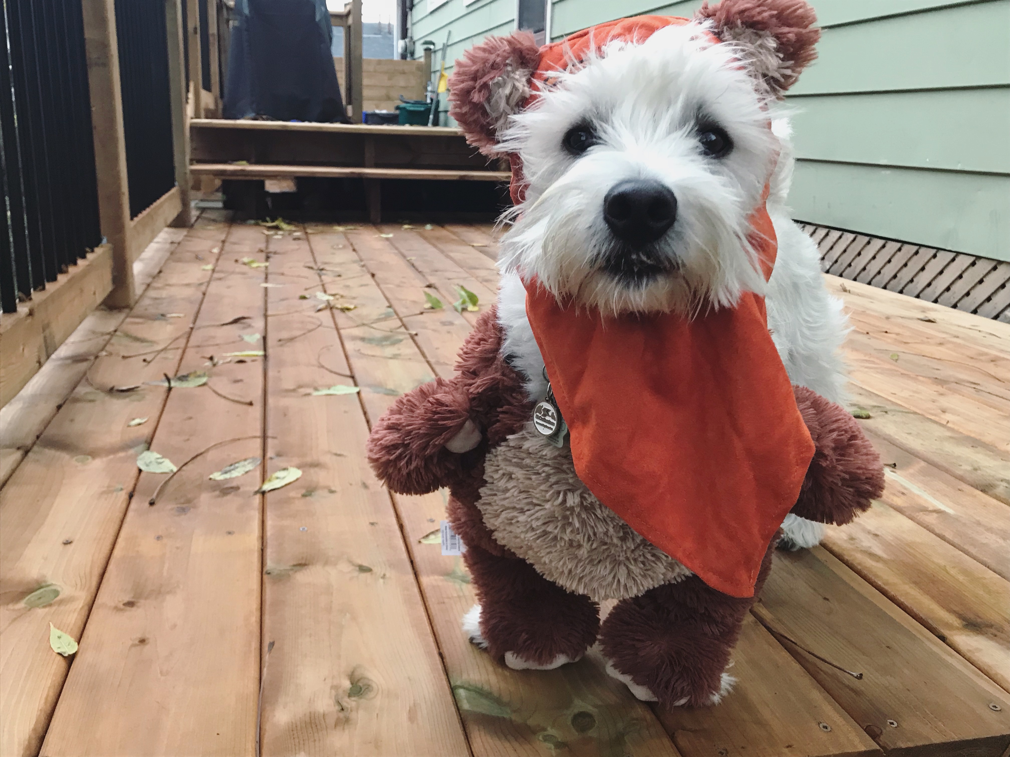 Yoshi in Ewok Costume